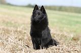 SCHIPPERKE 446